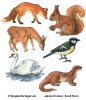 Dyr, bl.a. ræv, egern og svane