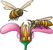Bier og blomst