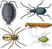 Insekter, bl.a. bænkebider, edderkop og bille