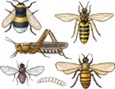 Insekter, bl.a. bi, hveps og græshoppe