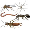 Insekter, bl.a. myg, myre og ørentvist