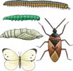 Insekter, bl.a. tusindben og sommerfugl