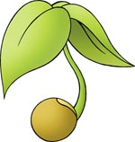 En plante med kimblade spirer